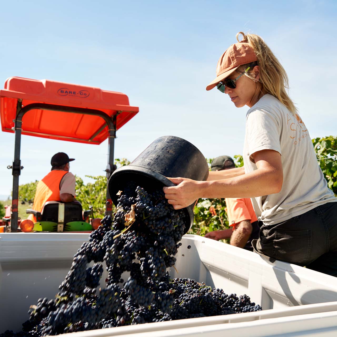 Zonzo Vineyard Harvest