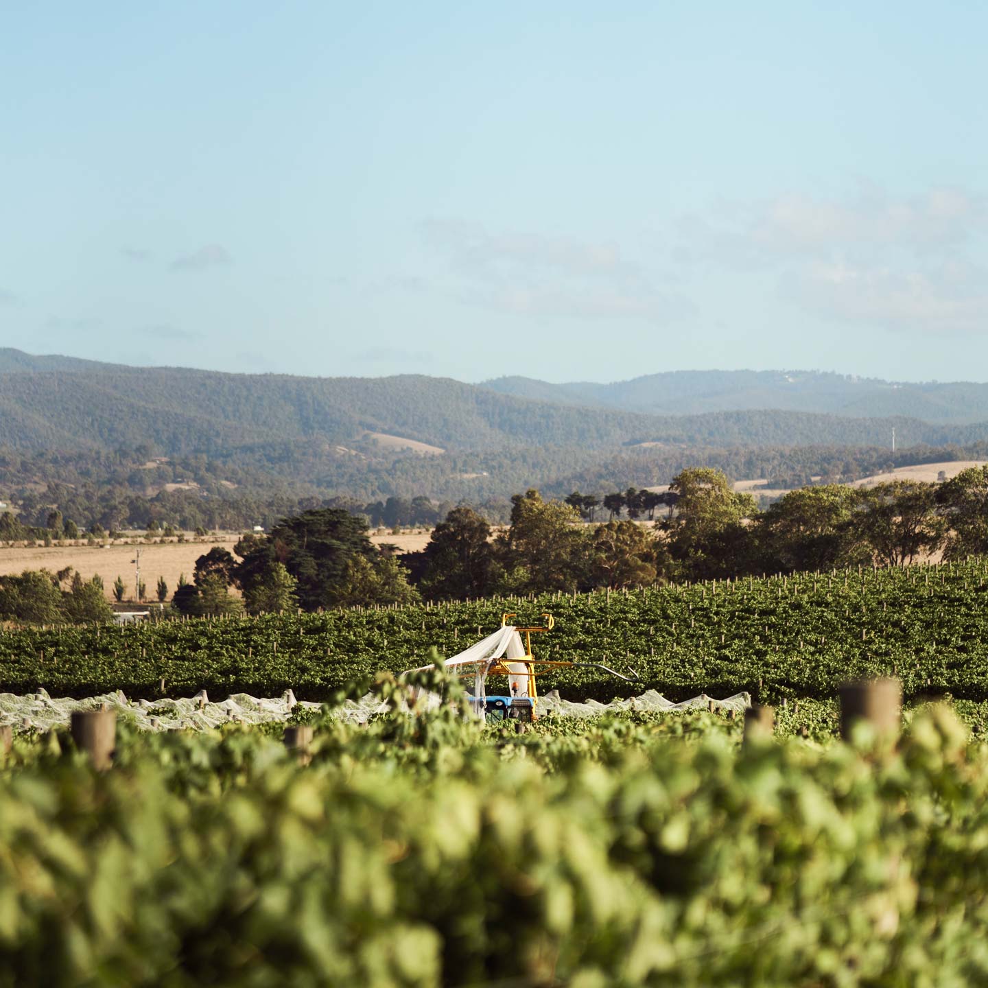 Zonzo Vineyard Nets