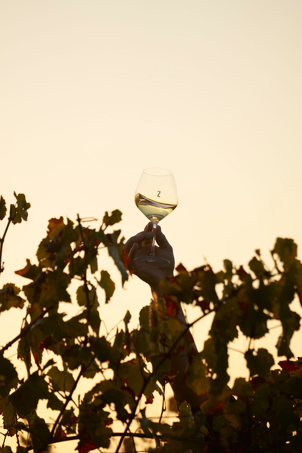 Chardonnay GoldenHour