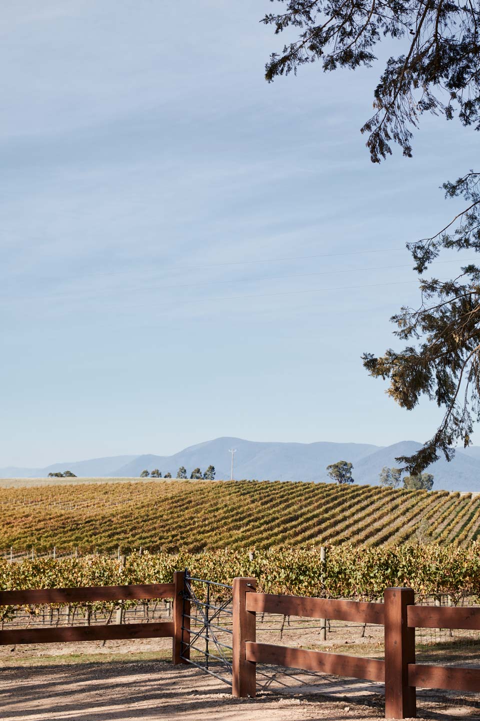 Zonzo Estate Vineyard